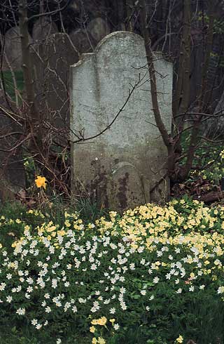headstond and sping flowers