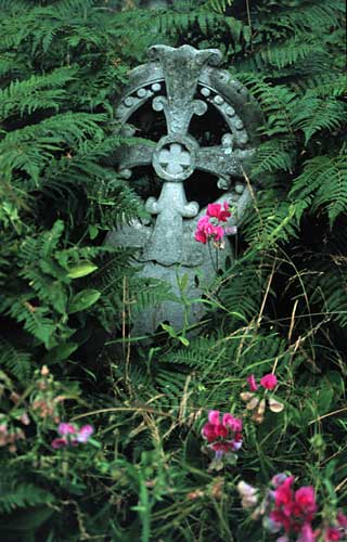 cross among ferns