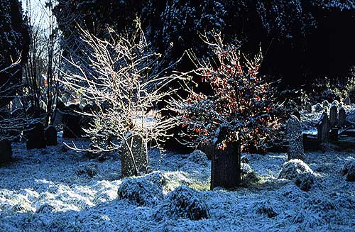 trees growing on graves