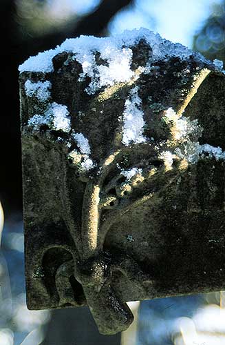 snow lily