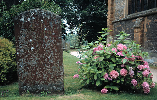 headstone & shrub